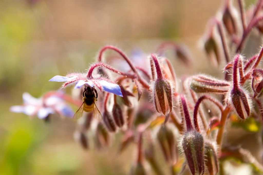 Photo d'abeille qui butine des fleurs